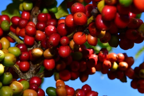 agronegocio-50-fazenda-tres-marias-em-linhares-aposta-em-tecnologia-como-uso-de-sensores-alem-de-integracao-floresta-lavoura-de-cafe-milho-coco-frutas-e-milho-e-criacao-de-gado-nego