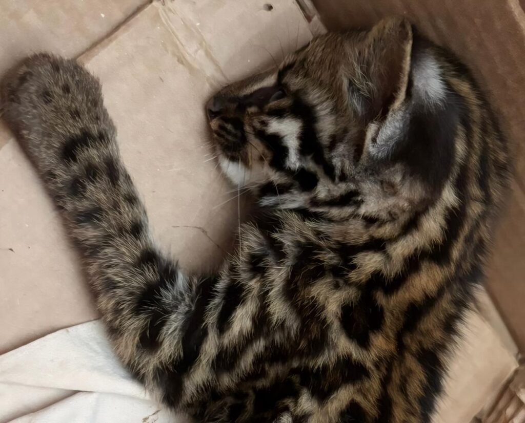 1a864838-b3a7-4cec-8410-942e8c4a1195